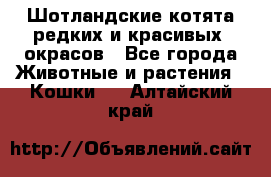 Шотландские котята редких и красивых  окрасов - Все города Животные и растения » Кошки   . Алтайский край